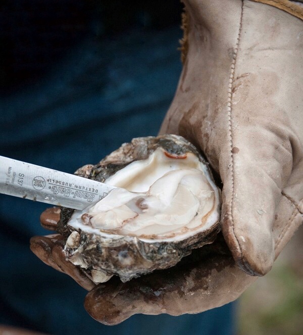 贝隆生蚝,贝隆生蚝和吉拉多生蚝哪种好