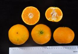 柑橘新优良种类,柑橘新品种介绍视频