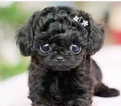 新疆伊犁薰衣草花海太美啦,石河子薰衣草专卖店在哪里