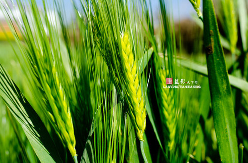 禄丰罗茨十佳温泉,云南罗茨温泉村攻略