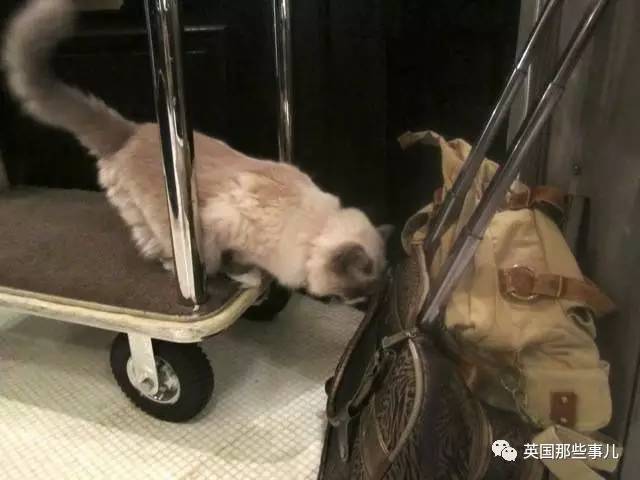 在职7年的喵掌柜终于退休，勤勤恳恳主动加班……对接任的也是放心不下啊……