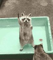 你家猫被人抓去画本子了！