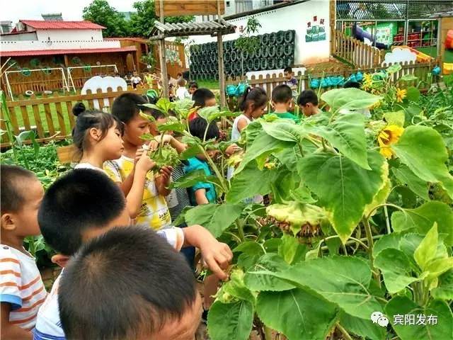 顾明幼儿园,顾明幼儿园在哪里