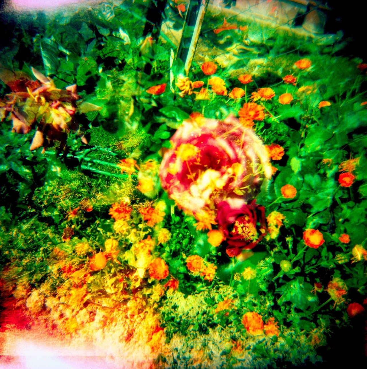 lomo摄影成立了多少年,lomo摄影是什么意思