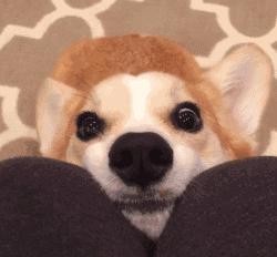 自从养了狗就没有了朋友,自从养了狗就没有朋友