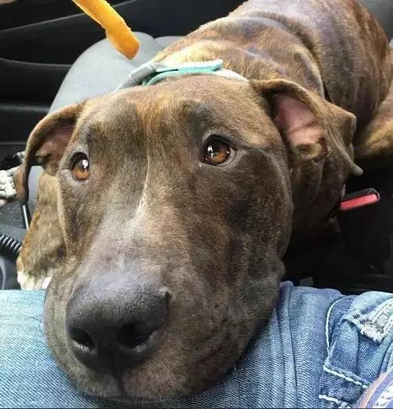 自从养了狗就没有了朋友,自从养了狗就没有朋友