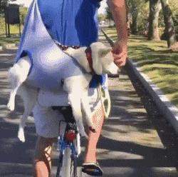 自从养了狗就没有了朋友,自从养了狗就没有朋友