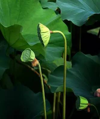 独爱莲花,美文欣赏余秋雨笔下的爱