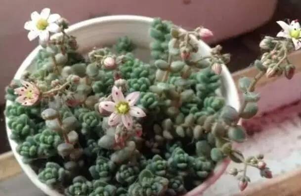 姬星美人和旋叶姬星美人的区别,姬星美人怎么养才能更旺盛