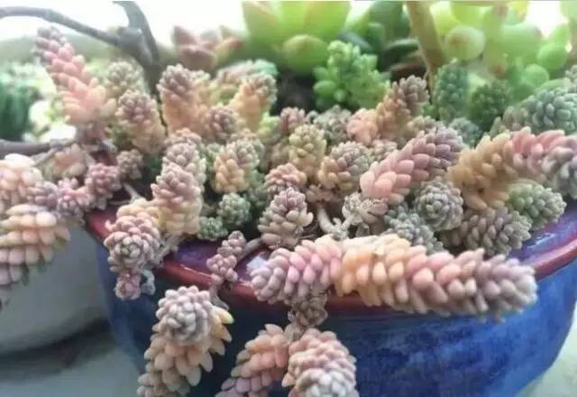 姬星美人和旋叶姬星美人的区别,姬星美人怎么养才能更旺盛