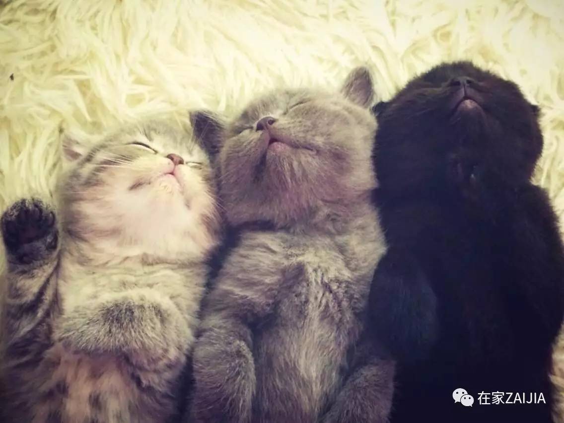 再美的喵，也过不了剃毛这道坎儿