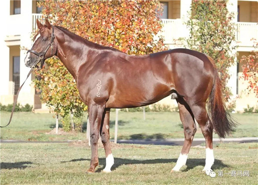 神奇百万马匹拍卖,神奇百万马匹拍卖会