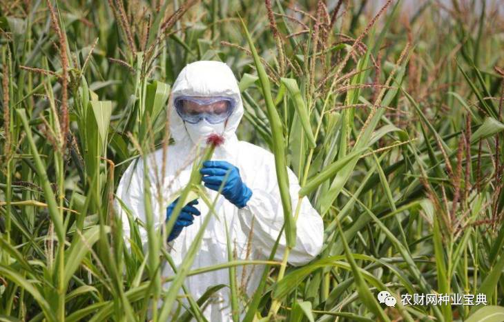 火拼!近百亿黄淮海市场,品种与高温的爱恨纠葛,谁将笑到最后?