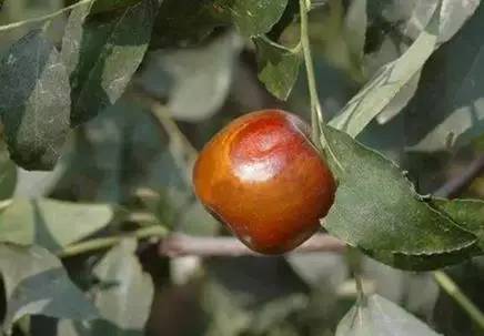 枣树的常见病虫害防治方法,枣树病虫害防治方法与技术