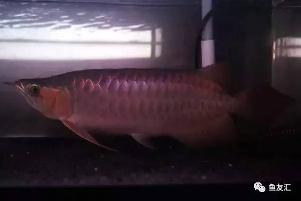 龙鱼价格为什么那么贵,日本金龙鱼多少钱