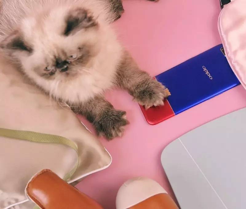 深扒杨幂胡歌,深扒杨幂20年演艺历程