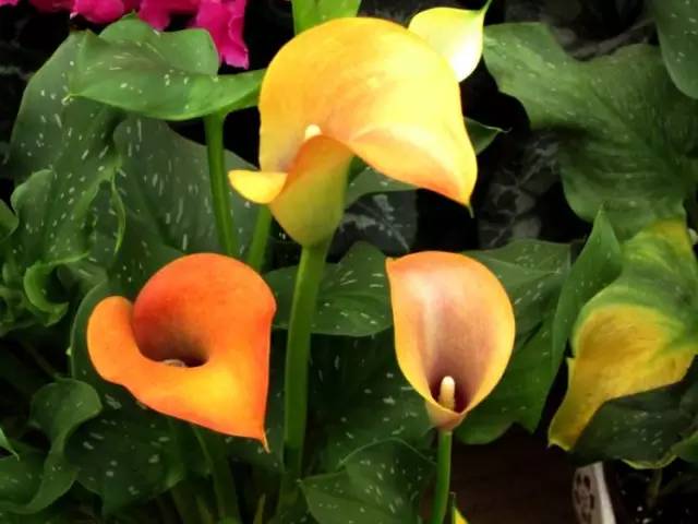 彩色马蹄莲花养殖注意事项,彩色马蹄莲养了三年为啥不开花