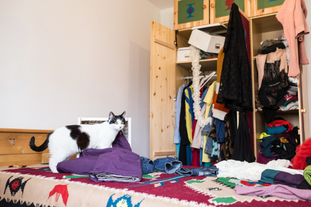 求助，我家的猫……好像坏了