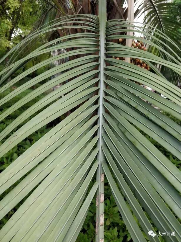 小米5和小米6拍照对比,小米5x拍照效果图