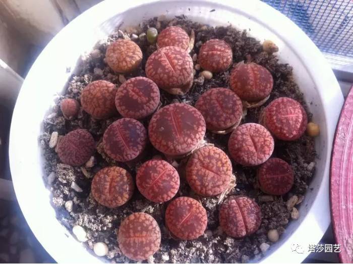 生石花最好养的品种,生石花品种大全图谱和价格