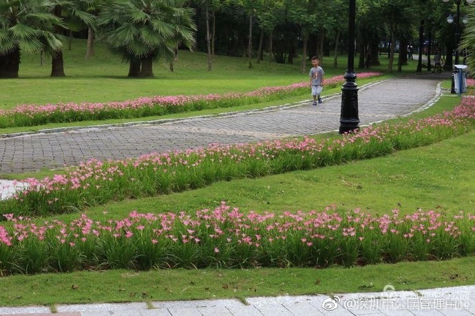 深圳最美丽花海,深圳发现的花海