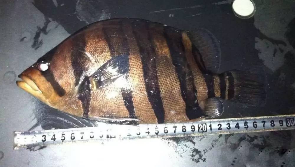 这几种鱼不建议食用,这六种鱼不能人工养殖