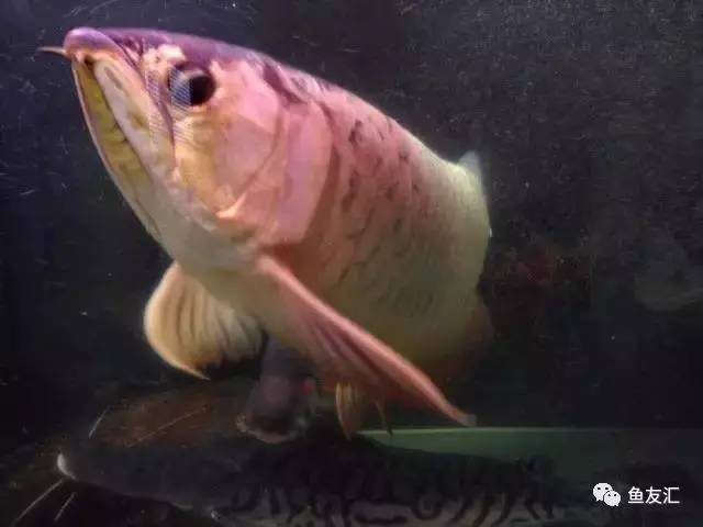 超变态的捕鱼达人,高密度大型猛鱼