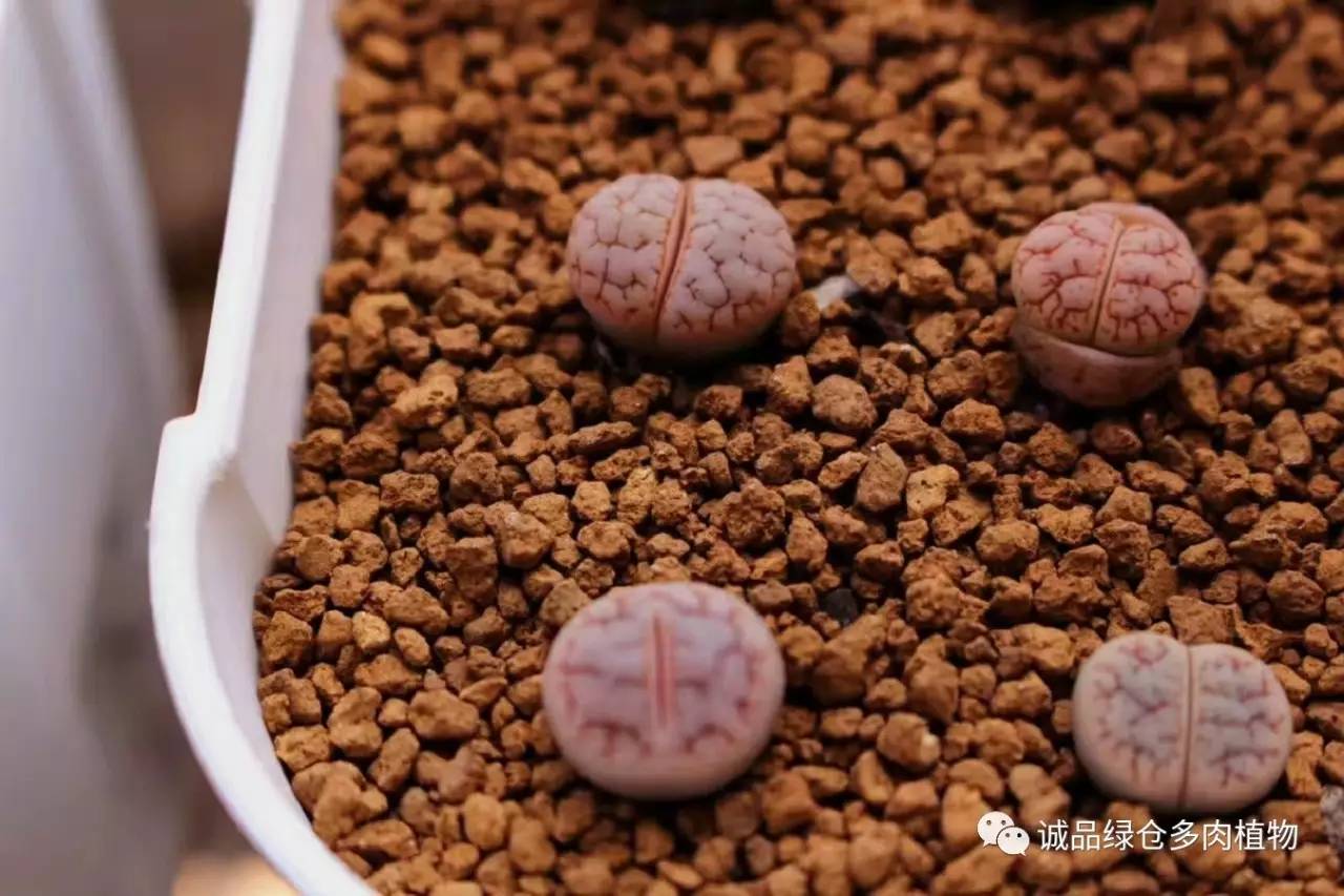 涨姿势｜当不成学霸总得做一回“播”霸（夏播生石花第38天）