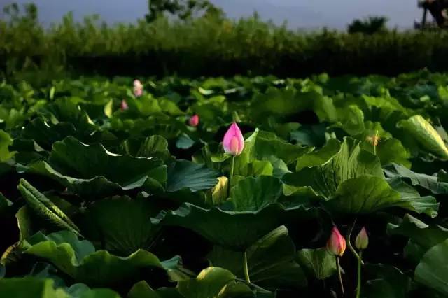 红河谷一日游最佳攻略,红河谷旅游攻略11月一日游