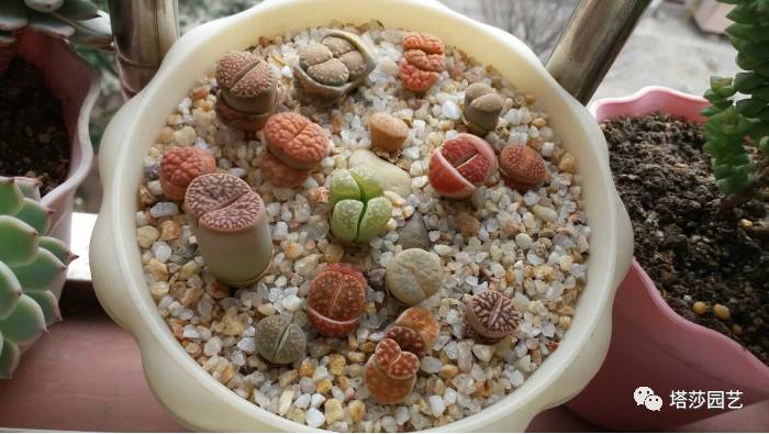 生石花最好养的品种,生石花品种大全图谱和价格