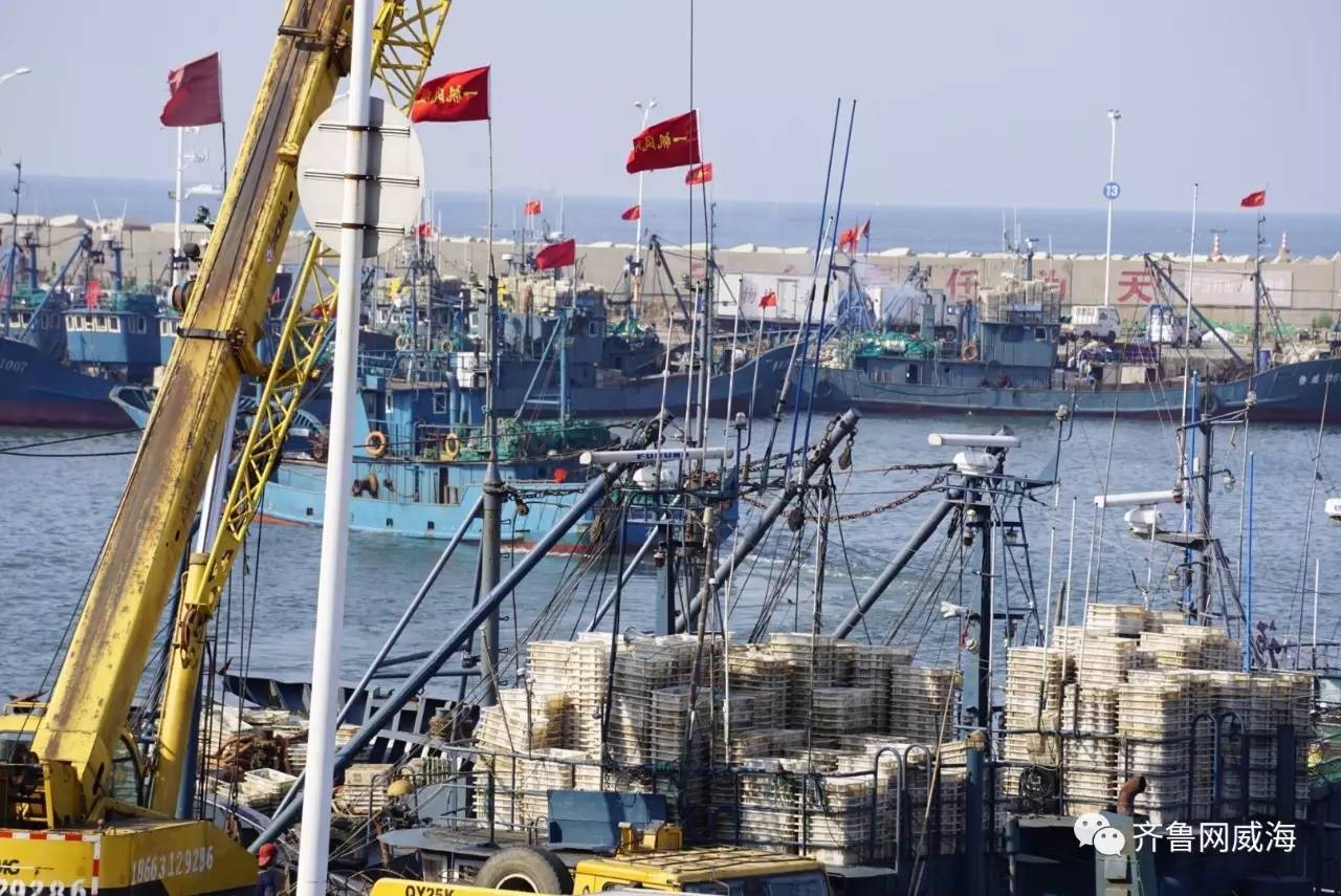 开海了一大波新鲜海鲜,威海开海了吃什么海鲜