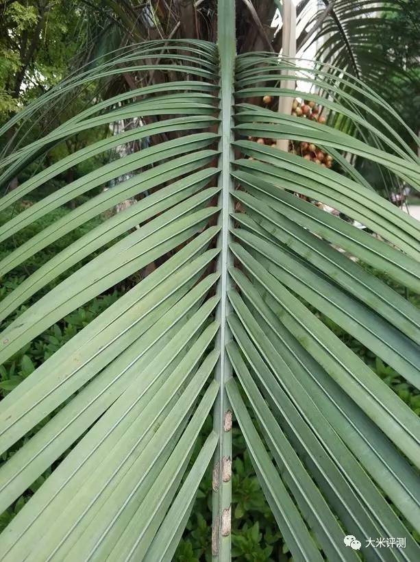 小米5和小米6拍照对比,小米5x拍照效果图