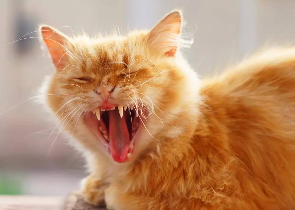 猫咪能用风油精吗,给猫用花露水