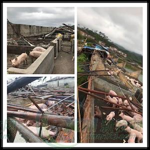 台风后防疫难，华都生物免费送疫苗已惠及3万多头母猪