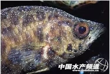 传染疾病的防治措施,白点病会传染给人吗