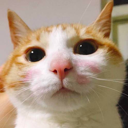 好物节福利,好利来周年庆员工礼品