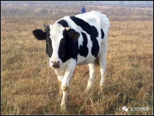 七夕节的所有资料与起源,动物有七夕节吗