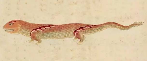 大千世界无奇不有这种鱼你见过吗,世界之大无奇不有鱼都会走路