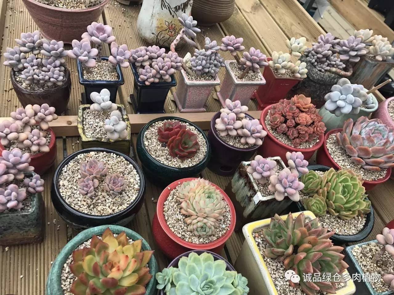 秀肉肉｜本周韩国肉肉直播图集