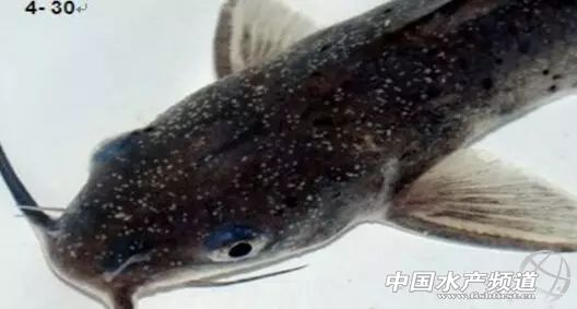 传染疾病的防治措施,白点病会传染给人吗