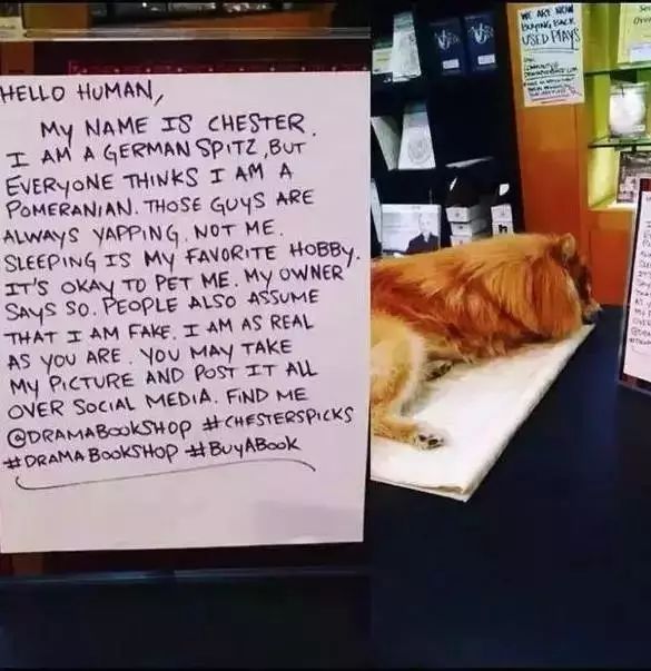 狗狗当超市的老板,狗狗当销售部老总