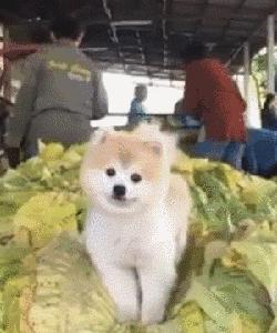 狗狗当老板有模有样,狗狗开店当老板