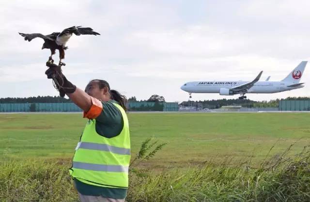 日本出事飞机竟与311大地震有关,日本航空jal123号班机坠毁事件