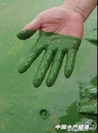 寻找蓝藻最好的方法,用最简单的方法解决蓝藻
