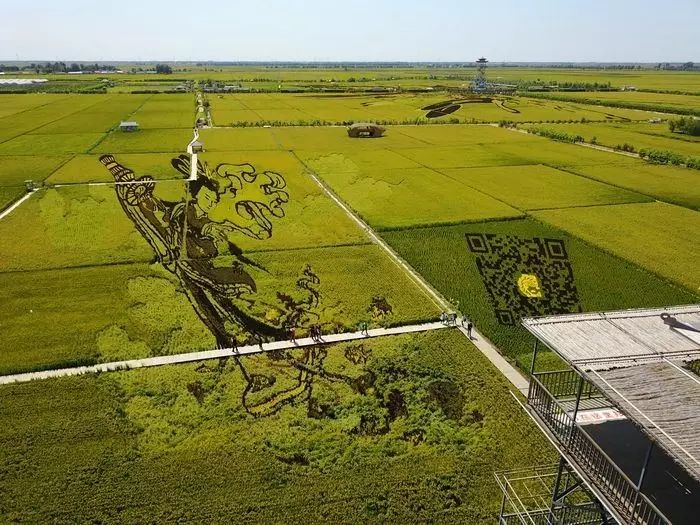 沈阳稻梦空间稻田,沈阳稻梦空间