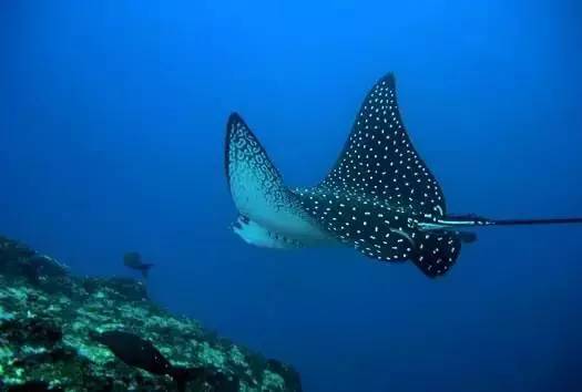 从入门级到朝圣级，职业潜水教练告诉你船宿该怎么选