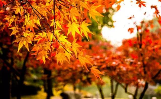 沈阳最美赏枫地最新开放,沈阳附近赏枫