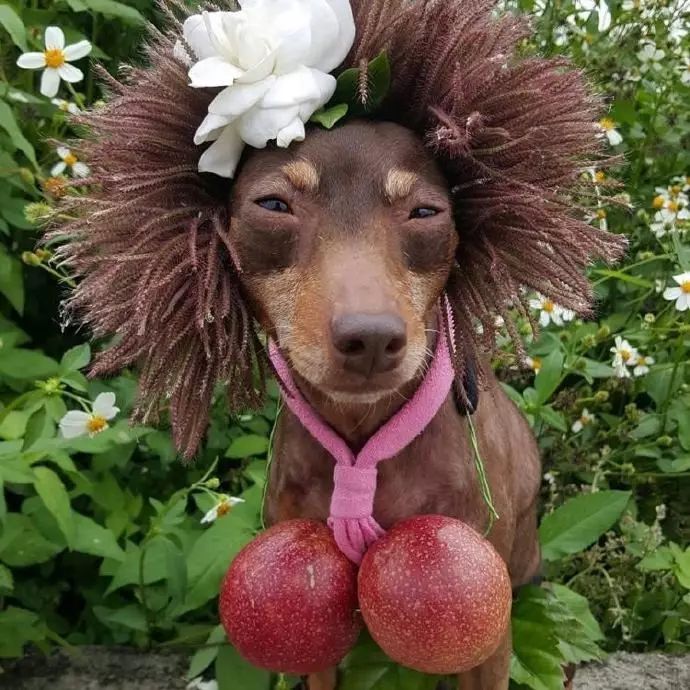 狗狗当老板有模有样,狗狗开店当老板