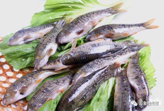 头条丨大家好！我叫巴马，这是我的简历，请多多关照！