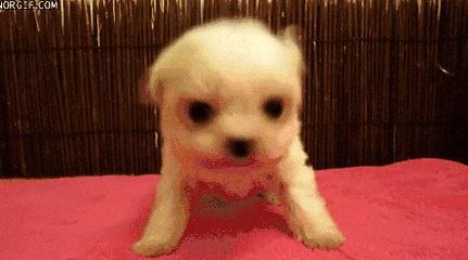 宠物的耳道,爱宠口腔卫生要重视